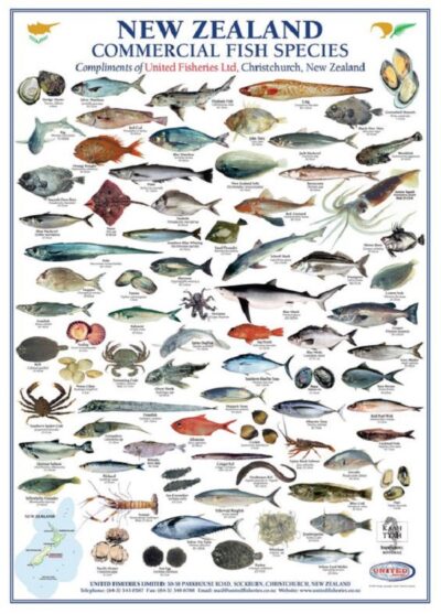 NEW ZEALAND COMMERCIAL FISHES POSTER - SMALL